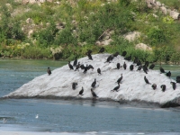 Cormorants on the river